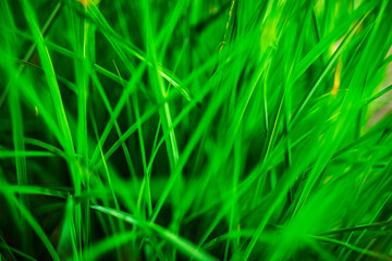 Canvas Print - Natural green grass close-up