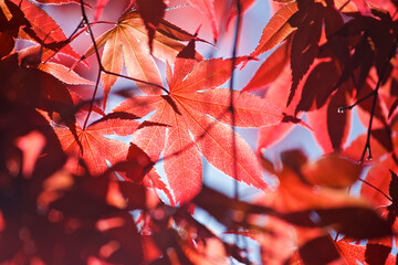 close up of the underside of red leaves on a japanese maple tree in full sun against a blue sky.