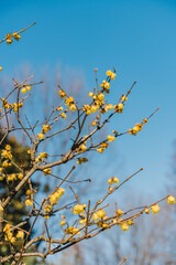 Wall Mural - yellow flowers on blue sky background