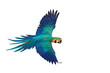 Colorful parrot flying isolated on transparent background png file. High quality instant download parrot png 
