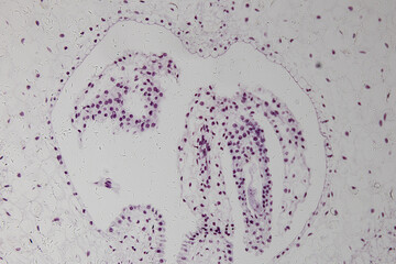 Wall Mural - Reproductive cells of Flowering Plants under microscopic.