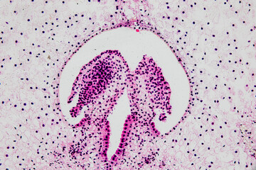 Wall Mural - Reproductive cells of Flowering Plants under microscopic.