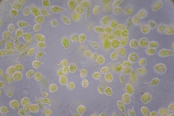 Wall Mural - Euglena is a genus of single cell flagellate eukaryotes under microscopic view for study.