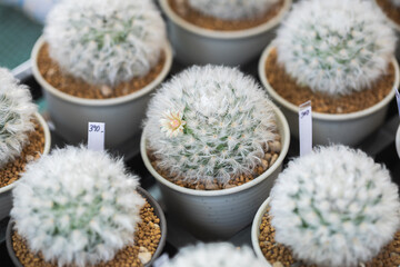 Wall Mural - Close up of cactus succulent plants