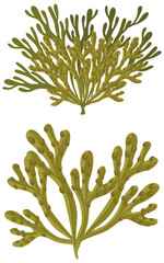 Wall Mural - Wrack seaweed cartoon isolated