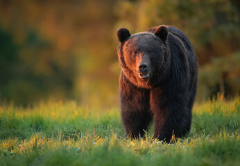 wild brown bear ( ursus arctos )
