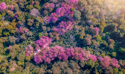 Wall Mural - Aerial view, Top view of Pink Cherry Blossom flowers blooming around on high mountains. Chiang Mai in Thailand