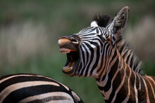 Closeup Of A Zebra Braying, Rietvlei Nature Reserve, South Africa