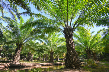 Wall Mural - Palm tree in the palm garden with beautiful palm leaves nature and sunlight morning sun, palm oil plantation growing up farming for agriculture Asia