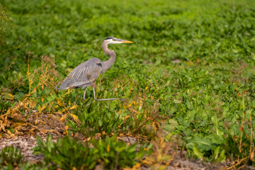 Wall Mural - Great Blue Heron (Ardea herodias) hunting for gopher in a meadow. 