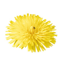 Cutout Of An Isolated Yellow Dandelion Flower  With The Transparent Png
