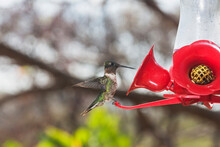 Broad-tailed Hummingbird Perching On Artificial Red Flower, Samara, Costa Rica