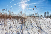 Grass Straw On Snow Field