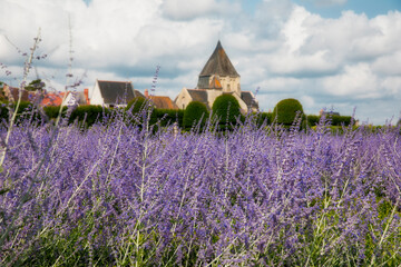 Wall Mural - Perovskia Flowers in the Magnificent Gardens of the Castle of Villandry, Loire, France