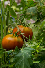 Ripe red and green tomatoes hanging on tomato tree in the garden