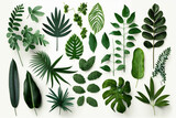 Fototapeta  - Tropical Exotic Luxury leaves isolated on white background. Graphic elements for advertising and creativity.Ai generated