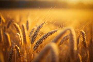 Wall Mural - Golden hued wheat field in the season. close up with a shallow depth of field and bokeh that is abstract. the context of a nutrition idea. Generative AI