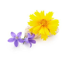 Poster - Yellow coreopsis flower with stone isolated on white background. Spa arrangement