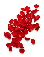 Canvas Print - Valentine day petals of red roses isolated on white background