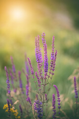 Wall Mural - sage flowers in sunlight. selective soft focus. salvia.