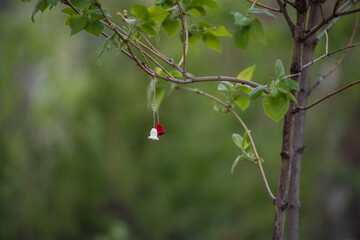 Symbol of the first day of spring Martisor. Tradition of giving red and white souvenir. At the end of March, Martisor is hung on a tree branch and wishes are made. Green natural background, Copy Space