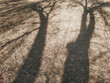 Tree shadow on brown autumn grass lawn. Garden soil with grass and branch shadows on it. Organic natural texture.