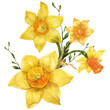Bouquet of spring yellow daffodil flowers