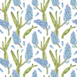 Spring seamless pattern of blue hyacinth flowers