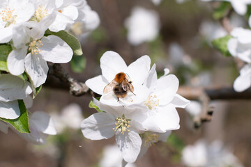 Wall Mural - blooming apple tree branch with white flowers and fluffy bumblebee pollinating