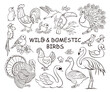 Set of wilde and domestic birds doodles, hand drawn icon illustrations on white background. Banner traditional sketch line art style. Vector cartoon isolated illustration.