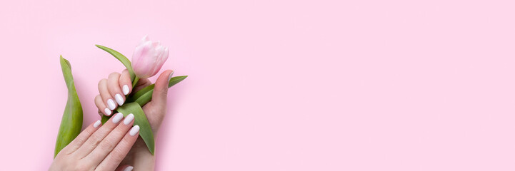 Wall Mural - Female hands with beautiful manicure - white ivory oval nails with tulip flower on pink background banner. Panoramic web header with copy space. Wide screen wallpaper