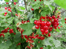 Ripe Currants Are Red. Harvesting. Harvest Of Red Currants. Summer Berries. Red Currant Berries Hang On The Bush.