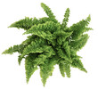 top down view of green potted nephrolepis fern plant, transparent background PNG