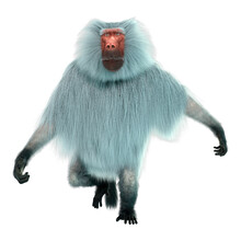 3D Rendering Baboon On White
