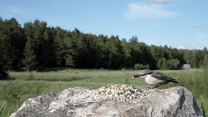 Wall Mural - Nuthatch jams beak with food then flies away.