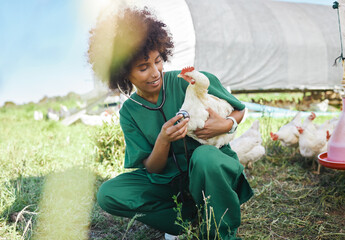 Poster - Agriculture, veterinary and black woman with stethoscope and chicken for health check, wellness and inspection. Poultry farming, healthcare and nurse with tool for medical care, vet consult and study