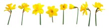 Yellow Spring Flowers Daffodils Isolated On White Background. With Clipping Path. Flowers Objects For Design, Advertising, Postcards. Narcissus Flowers