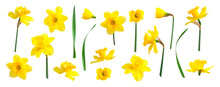 Yellow Spring Flowers Daffodils Isolated On White Background. With Clipping Path. Flowers Objects For Design, Advertising, Postcards. Narcissus Flowers