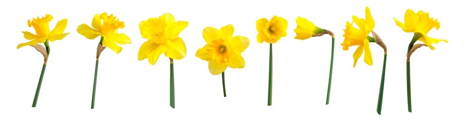 yellow spring flowers daffodils isolated on white background. with clipping path. flowers objects fo