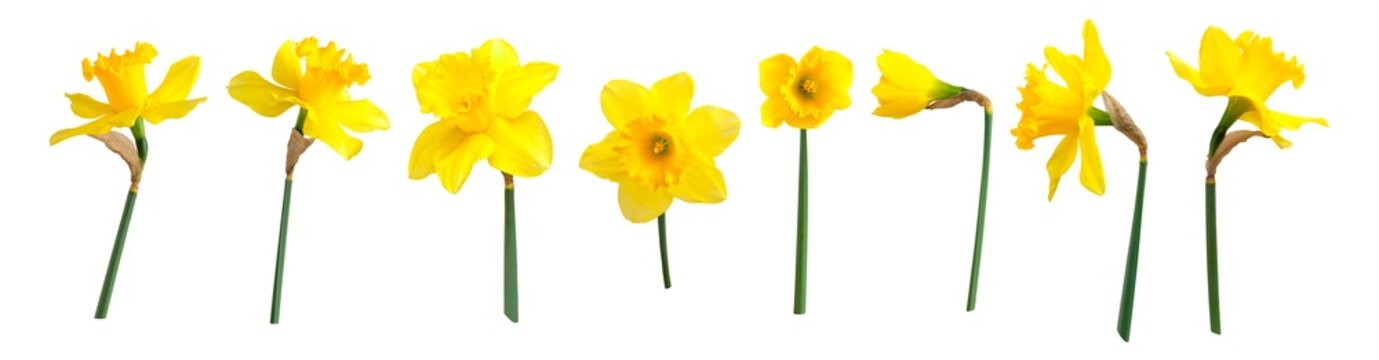yellow spring flowers daffodils isolated on white background. with clipping path. flowers objects fo