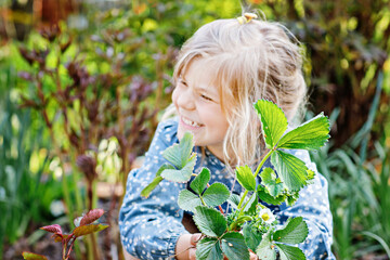 Wall Mural - Happy preschool girl planting strawberry seedlings plants in spring. Little helper in garden. Child learn gardening and helping. Domestic regional berry, food