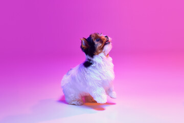 Studio image of cute little Biewer Yorkshire Terrier, dog, puppy, posing in a jump over pink background in neon light. Concept of motion, pets love, animal life, domestic animal. Copyspace for ad.