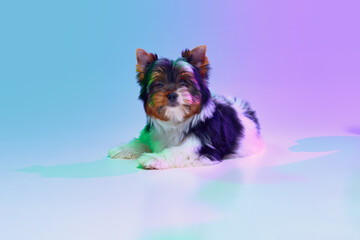 Studio image of cute little Biewer Yorkshire Terrier, dog, puppy calmly lying over gradient purple background in neon light. Concept of motion, action, pets love, animal life, domestic animal.