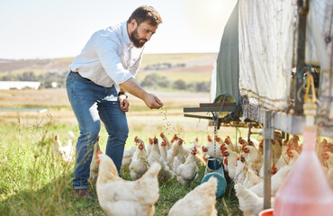 Poster - Farmer feed chicken, agriculture and man outdoor, poultry and healthy livestock, diet and free range agro business. Sustainability, farming and nature, environment and animal nutrition in countryside