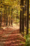 Fototapeta Las - Colorful orange yellow and red maple sunny trees on walking path alley in autumn. Warm autumnal forest