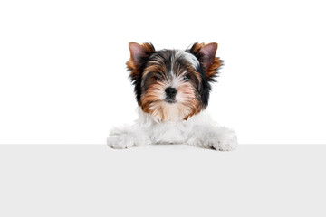 Studio image of cute little Biewer Yorkshire Terrier, dog, puppy leaning on box over white background. Concept of motion, action, pets love, animal life, domestic animal. Copyspace for ad.