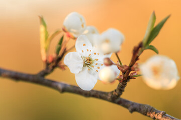 Wall Mural - close up of the blooming branch of the fruit tree.