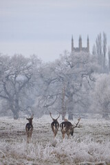 Wall Mural - some fallow deer in a field covered in hoar frost