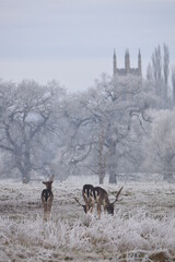 Wall Mural - some fallow deer in a field covered in hoar frost