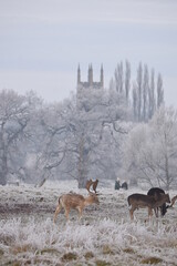 Wall Mural - some fallow deer in a field covered in hoar frost